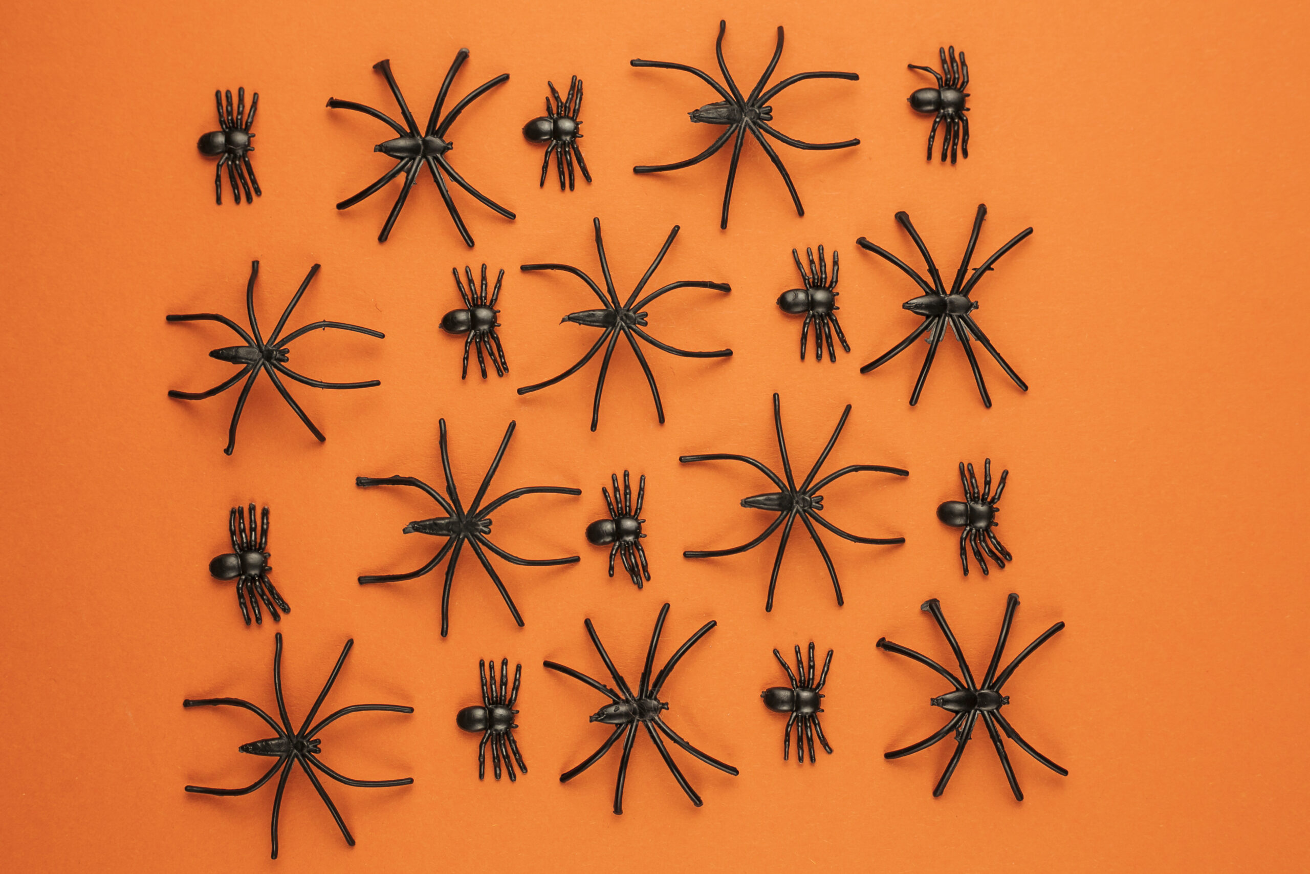 spiders on orange